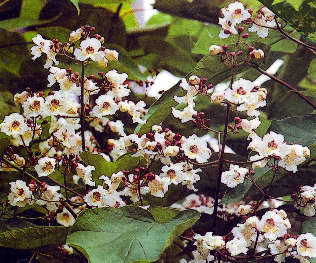 Catalpa bignonioides Purpurea - Blueten.jpg